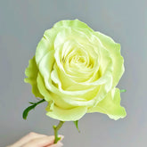 Jutta Rose